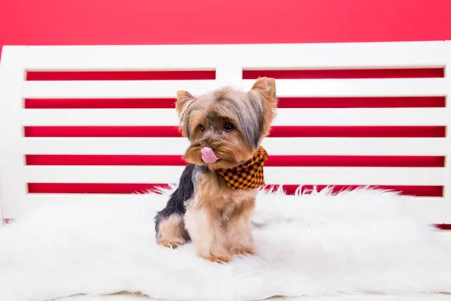 Pet vet Songs Pet Grooming Vista