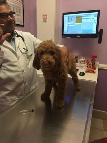 Dog day care center American Veterinary Hospital Stockton