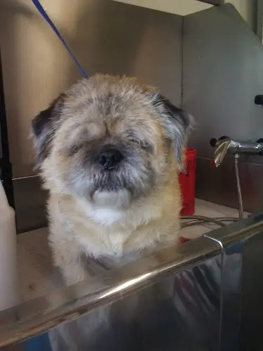 Dog Grooming Fluffy's Professional Grooming Bend