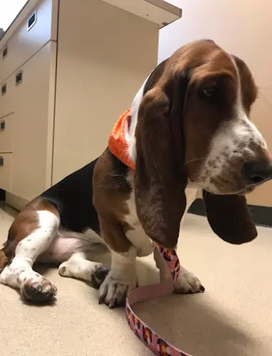 Pet boarding service Lincoln Heights Veterinary Clinic Spokane