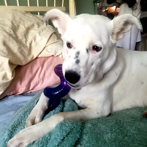 Dog day care center Kahoots Carlsbad