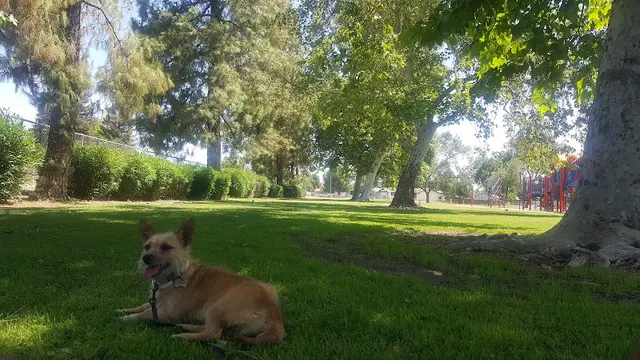 Dog Park Grissom Park Bakersfield