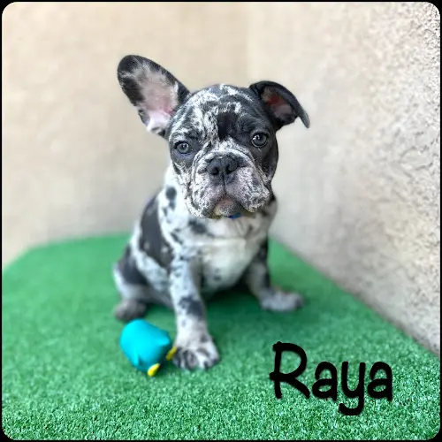 Dog breeder Bravo Zulu Frenchies Victorville