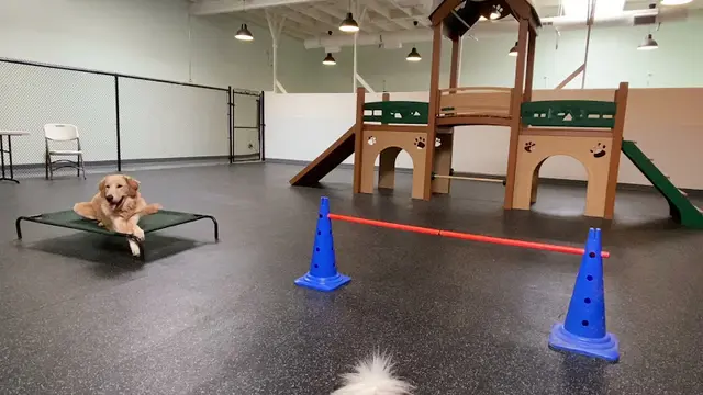 Dog day care center The Ranch Dog Training Los Angeles
