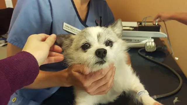 Dog breeder Fairhaven Veterinary Hospital Bellingham