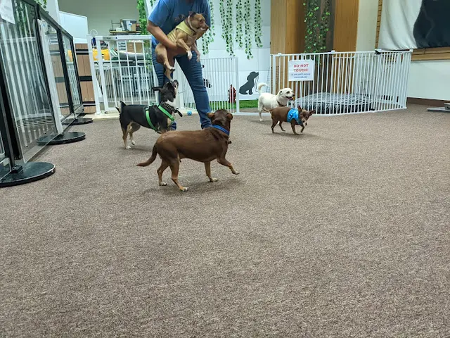Pet boarding service Nobody's Perfekt Dogs and Cats Rescue San Leandro