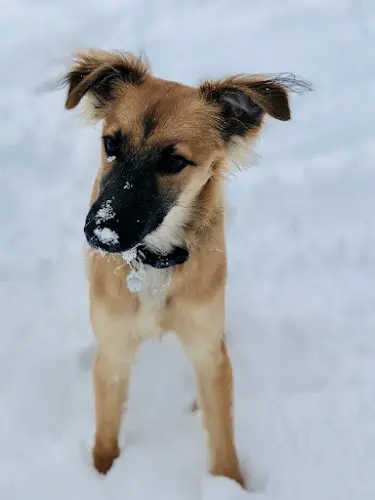 Dog trainer Thinking Dogs LLC Fairfield