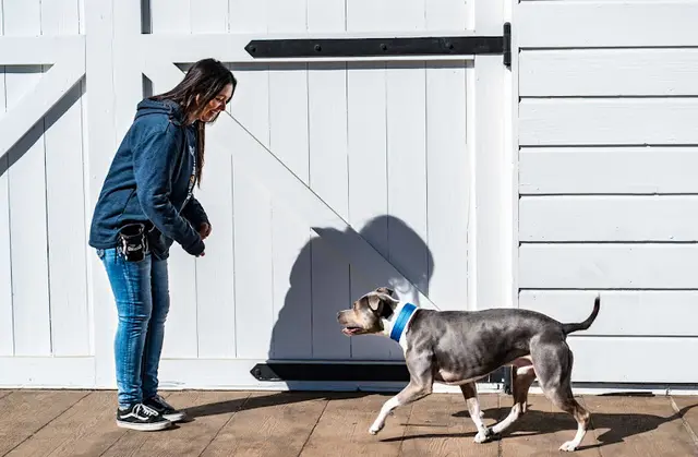 Dog trainer Tug Dogs Vancouver