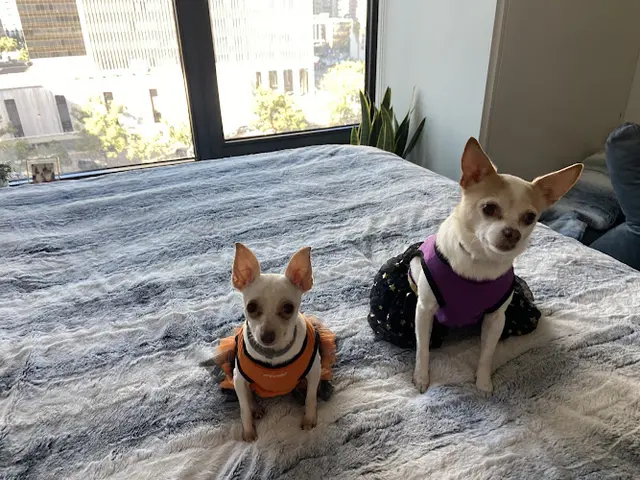 Rescue & Shelter second leash on life San Diego