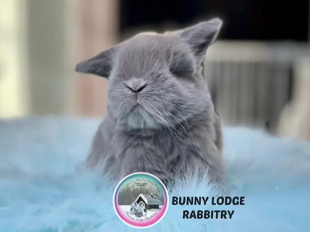 Rescue & Shelter Bunny Lodge Rabbitry Chula Vista