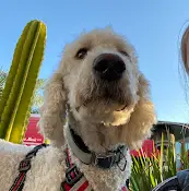 Pet vet Vista Veterinary Hospital Oceanside