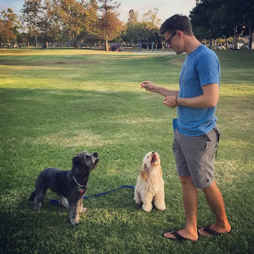 Dog trainer OC Canine Coaching Norwalk