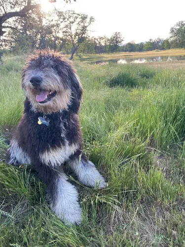 Dog breeder O’Hara Goldendoodles Redding