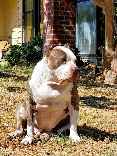 Rescue & Shelter Fresno Bully Rescue, Inc. Fresno