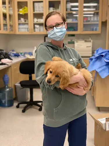 Pet vet VCA Blossom Hill Animal Hospital Sunnyvale