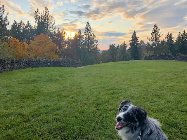 Dog Park Cliff Park Spokane