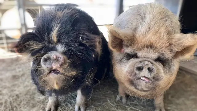 Rescue & Shelter Saving Animals & Healing Hearts Inc Escondido