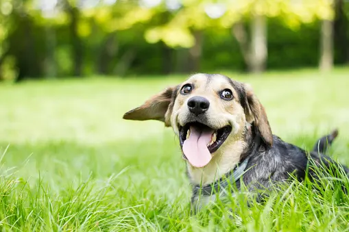 Pet boarding service Veterinarian Group Anaheim Anaheim