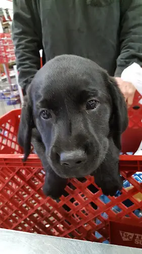 Pet boarding service Tractor Supply Co. Chico