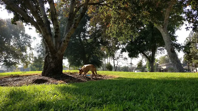 Dog Park Gwinn Park Pasadena