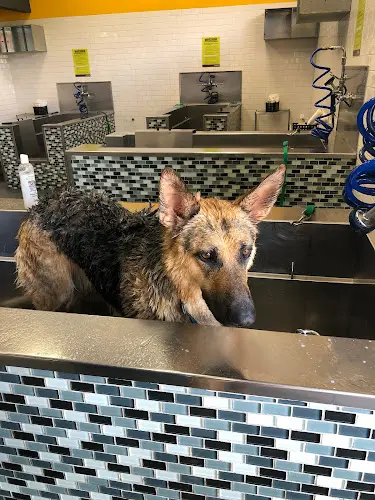 Dog breeder Unleashed Chula Vista
