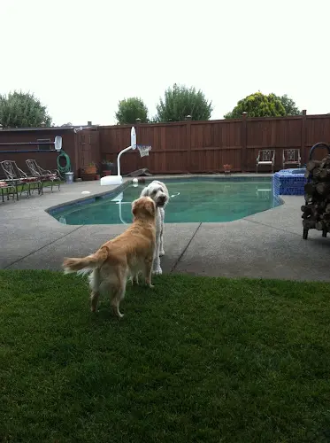 Dog day care center The Meadows Canine Camp Santa Rosa