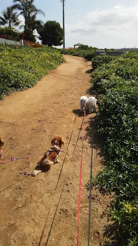 Dog walker Batiquitos Lagoon North Bluff Trail Windrose Circle Trailhead Carlsbad