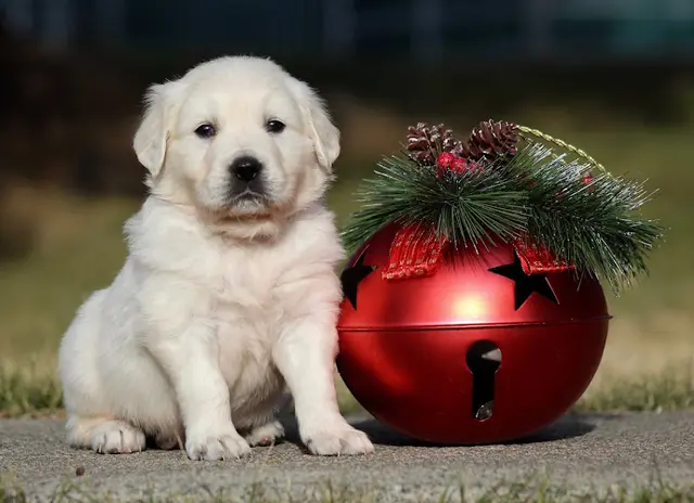 Dog breeder My Golden Guardians Gresham