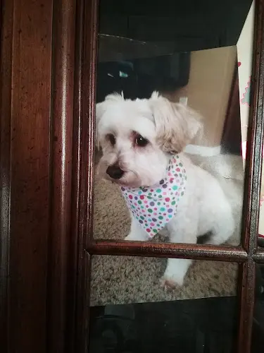 Rescue & Shelter Home Dog LA Glendale