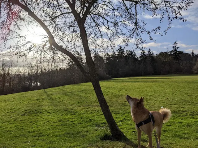Dog Park Luther Burbank Park Renton