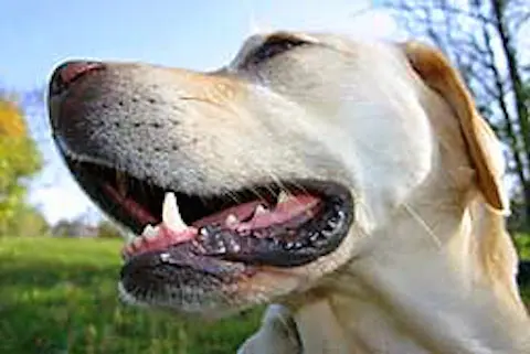 Pet vet Advanced Veterinary Dentistry Pasadena
