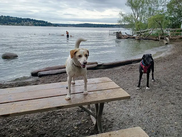 Dog Park Magnuson Park Off Leash Dog Beach Kirkland