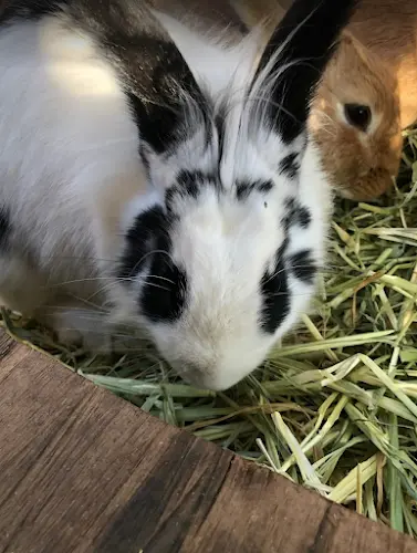 Rescue & Shelter Bunny Gurus (Mobile Petting Zoo) Sunnyvale
