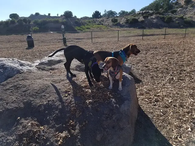 Dog Park Mackay Recreational Park San Bernardino