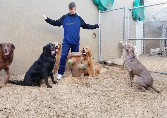 Dog day care center Planet Canine San Francisco