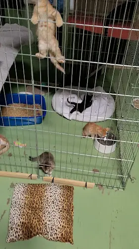 Rescue & Shelter Community Cat Foundation San Diego