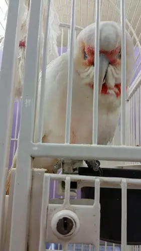 Pet boarding service Birds & B's Ventura