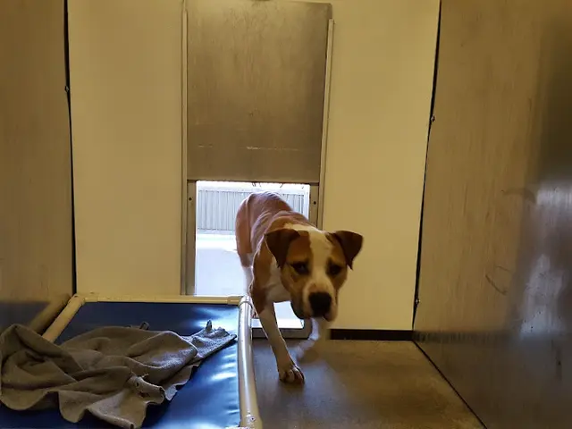 Dog day care center City of Stockton Animal Services Center Stockton