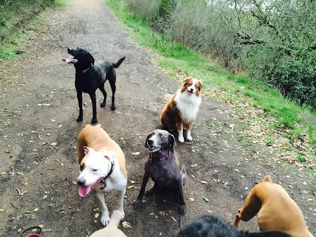 Dog day care center Red Rover Adventures In Pet Care Oakland