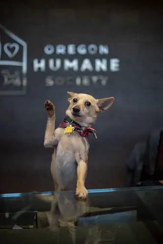 Dog breeder Oregon Humane Society Gresham
