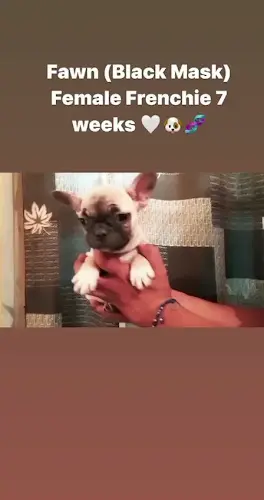 Dog breeder French Bulldogs of Orange County Murrieta