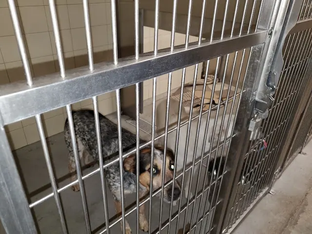 Dog day care center Spokane County Regional Animal Protection Service Spokane