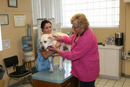 Pet vet Pacific Beach Veterinary Clinic, A Thrive Pet Healthcare Partner San Diego