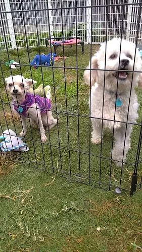 Dog day care center Jay Bee's Kennels El Cajon