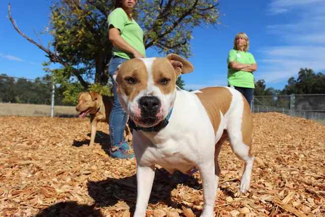 Dog breeder Haven Humane Society Adoption Center Redding