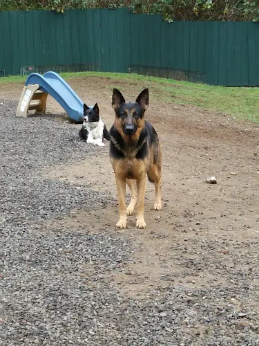 Dog day care center Bed Bark and Beyond Tacoma