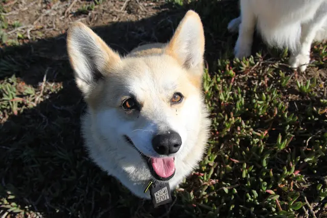 Rescue & Shelter Top Dog SF Daly City