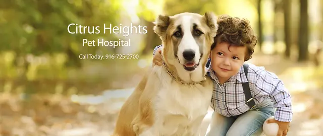 Pet vet Citrus Heights Pet Hospital Roseville