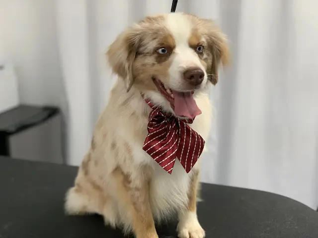 Dog Grooming Juan's Groom Room Elk Grove