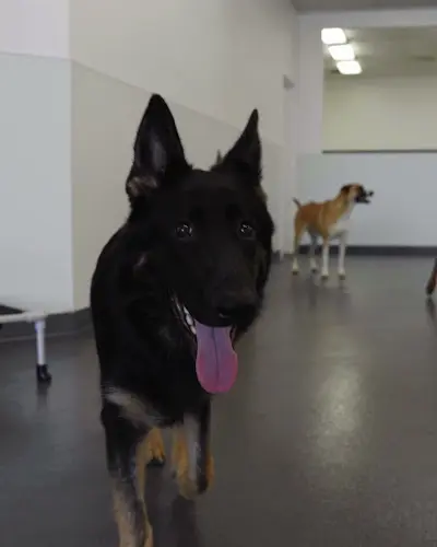 Dog breeder Dachs 2 Danes Anaheim